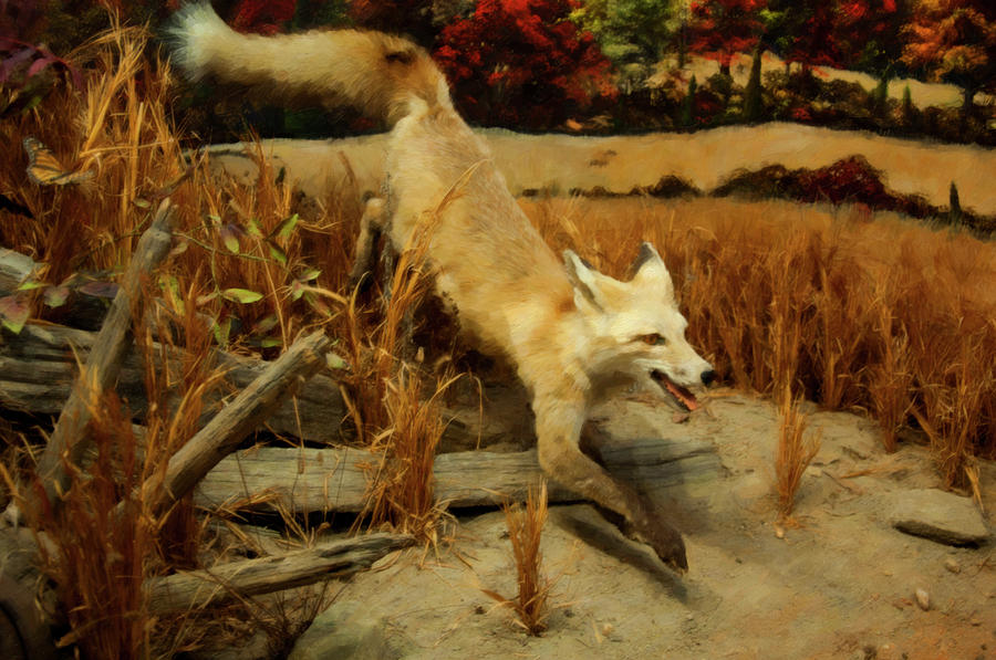 Coyote  Digital Art by Flees Photos