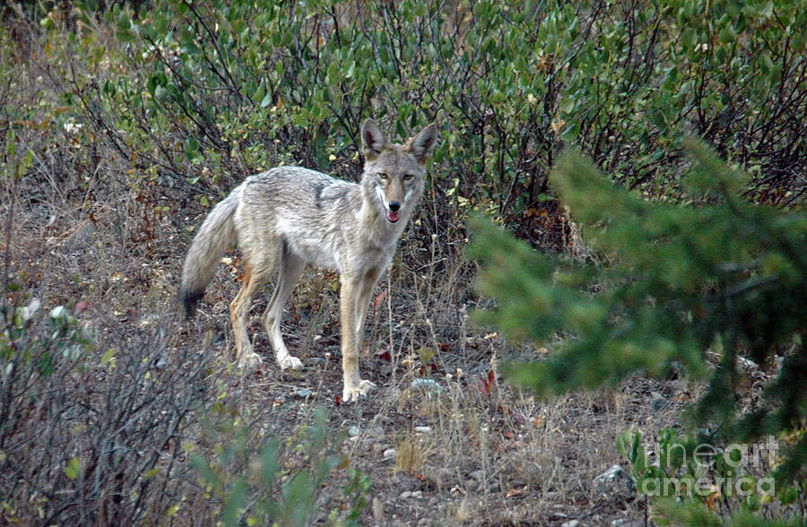Coyote Photograph by Cindy Murphy - NightVisions