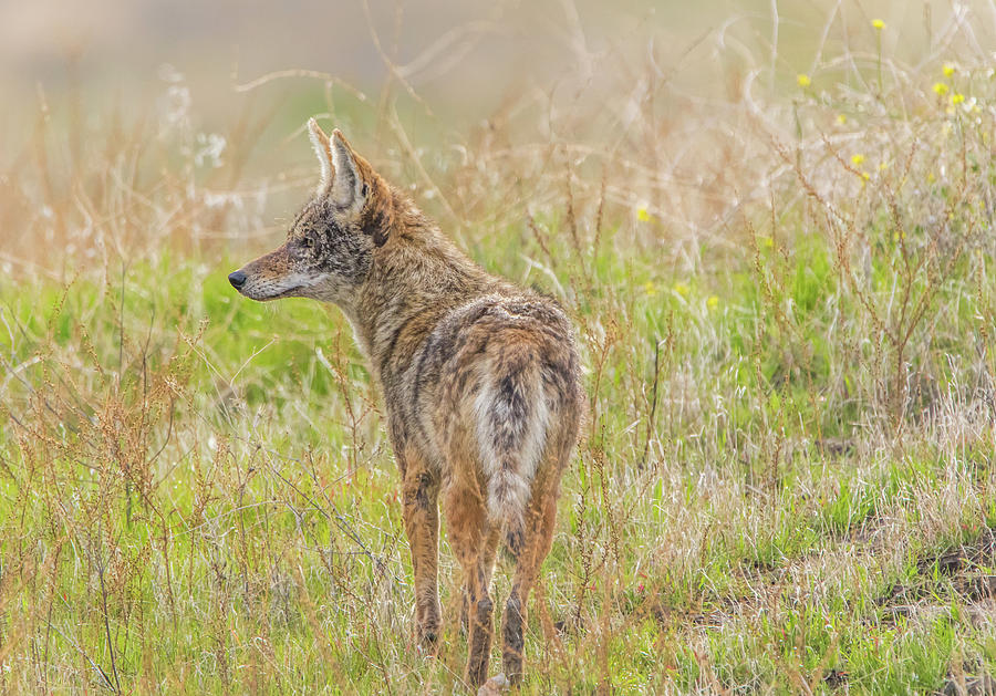 Coyote Close Up Photograph by Marc Crumpler