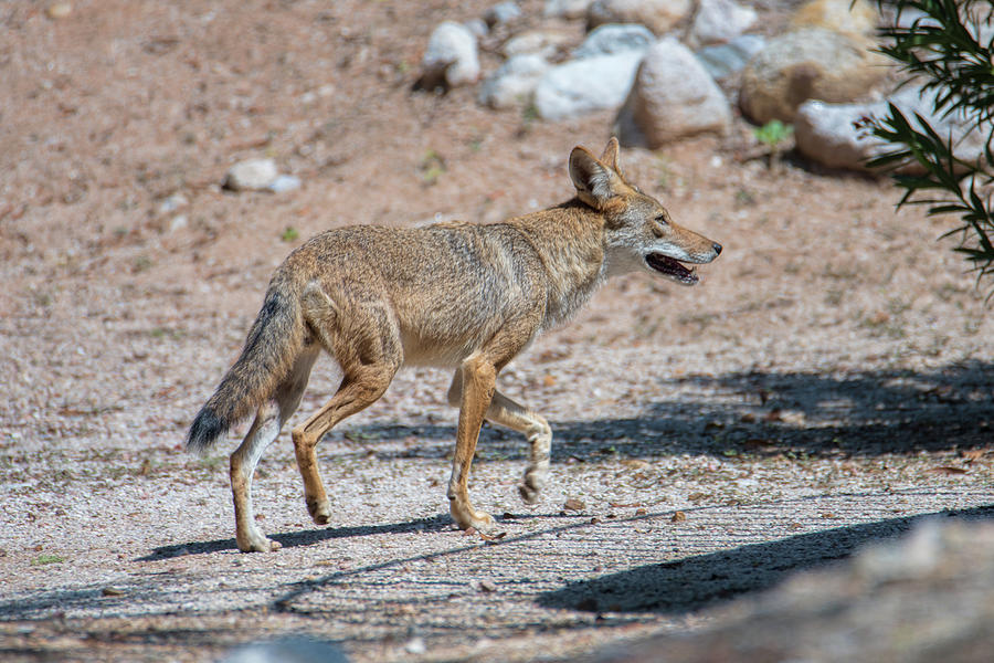 Coyote Photograph by Dan McManus