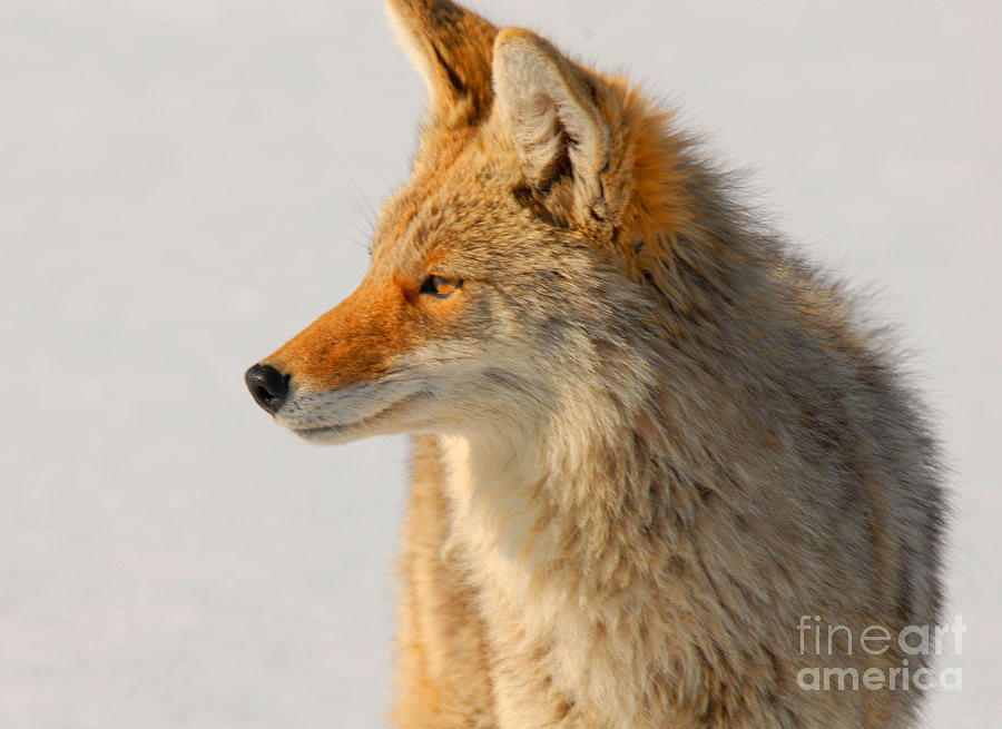 Wildlife Photograph - Coyote by Dennis Hammer