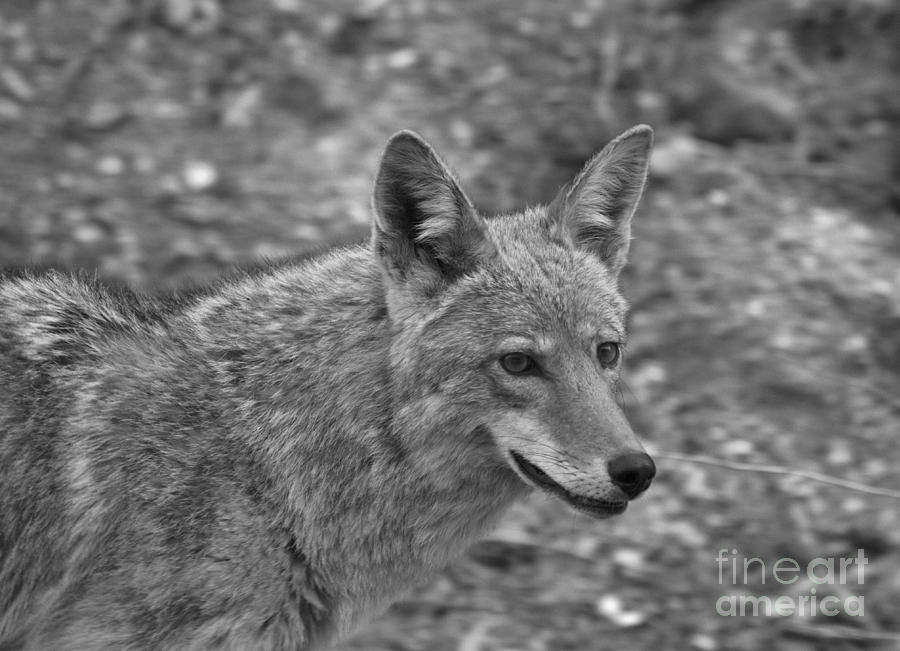 Coyote Distant Gaze Black And White Photograph by Adam Jewell