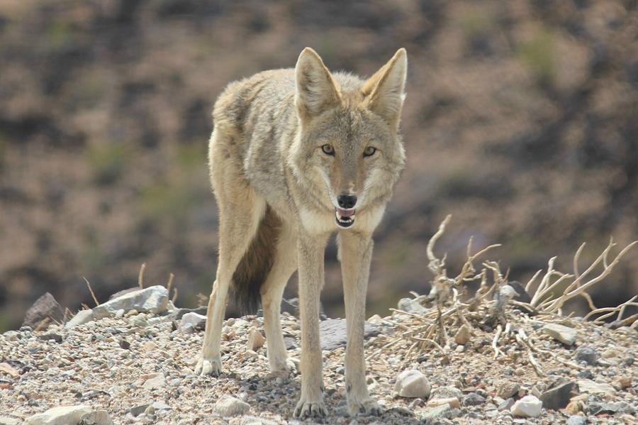 Coyote Photograph by Douglas Miller