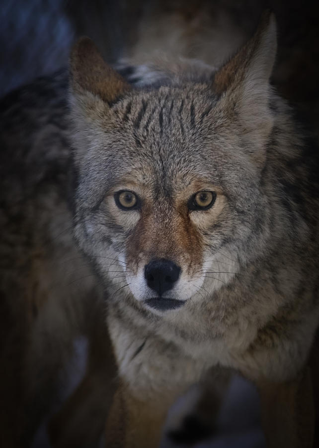 Coyote Eyes Photograph by Ernest Echols