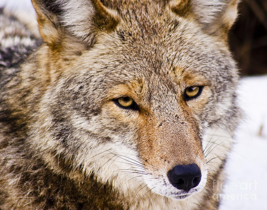 Coyote Face Photograph By Greg Clure