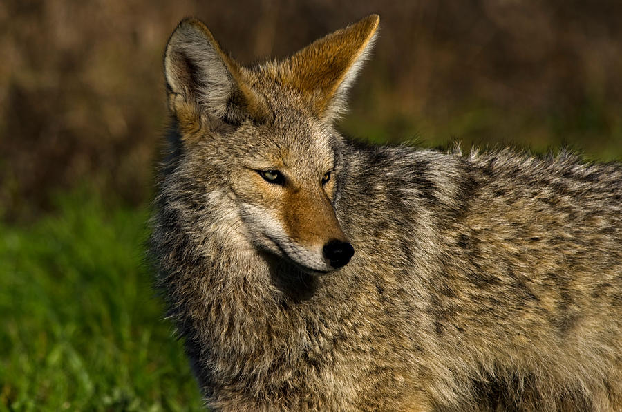 Coyote facing morning sun Photograph by James Little