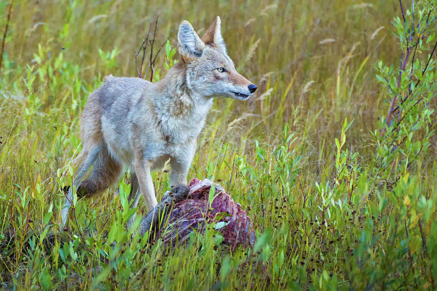 Coyote Feeding On Elk Photograph by John De Bord