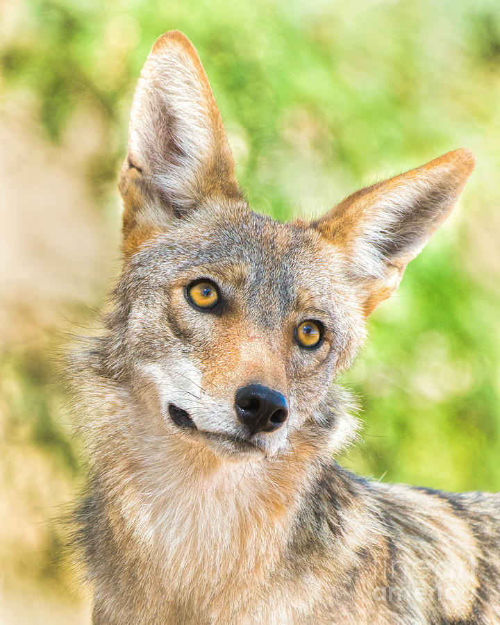 Coyote Gaze Photograph by Lisa Manifold