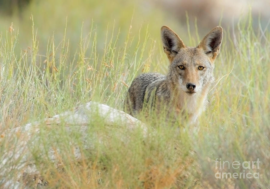 Coyote Gazing Photograph by Lisa Manifold