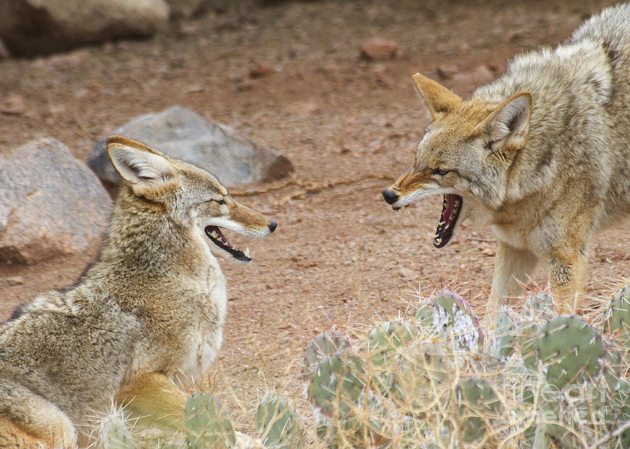 Coyote growl Photograph by Ruth Jolly