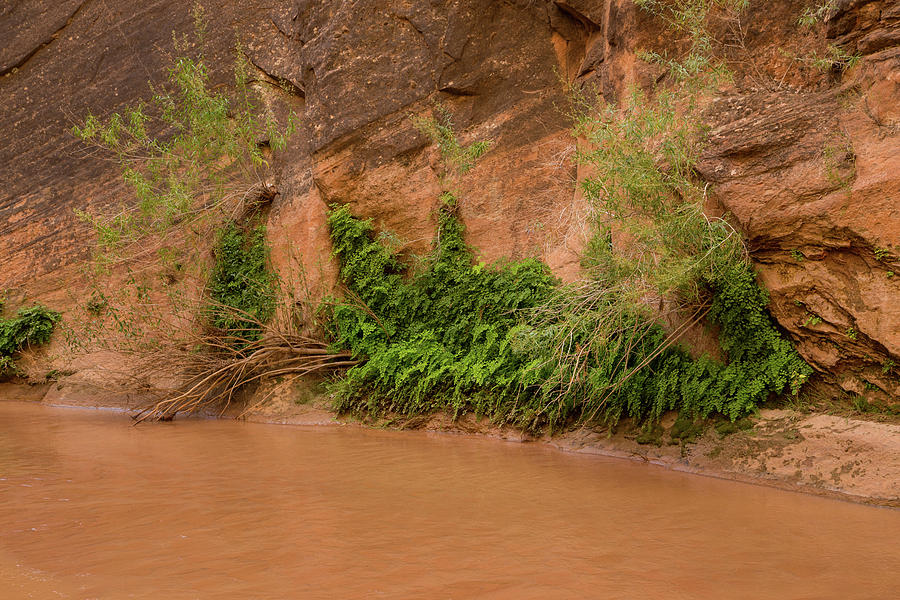 Coyote gulch creek Photograph by Kunal Mehra