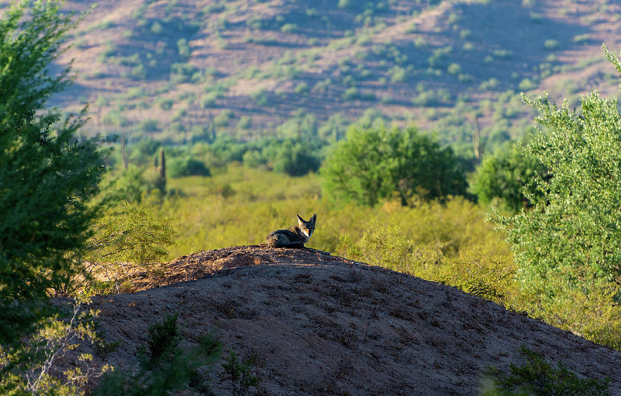 Coyote Hill Photograph by Douglas Killourie