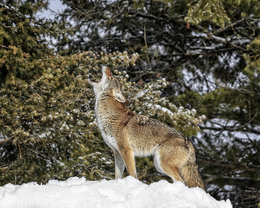 Coyote Howl Photograph by Wes and Dotty Weber - Fine Art America