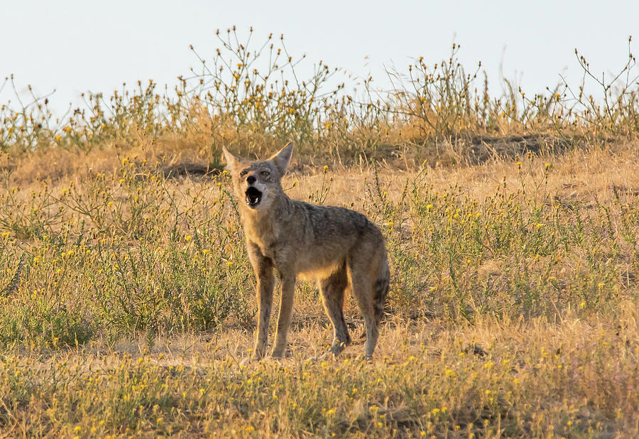 Coyote Howl Photograph by Marc Crumpler