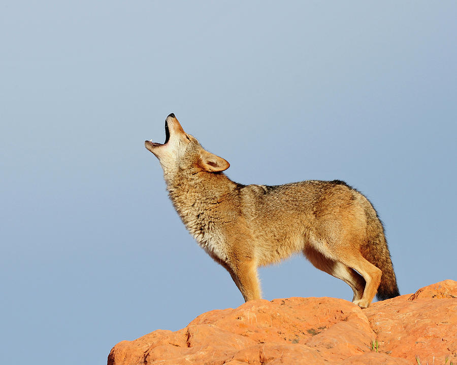 Coyote Howling Photograph by Dennis Hammer