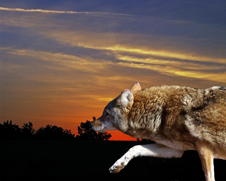 5 x 7 photograph charity donation Sunset coyote 2