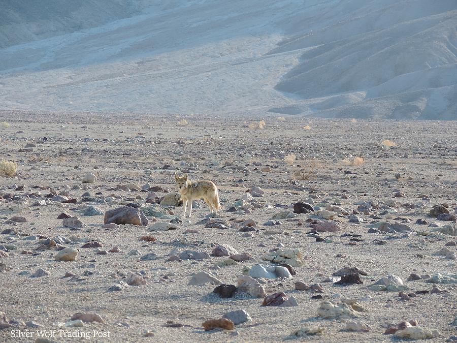 Coyote in Death Valley National Park -B Photograph by Enaid Silverwolf