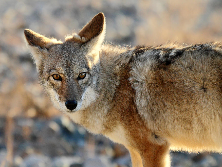 Coyote in Death valley National park Photograph by Pierre Leclerc Photography