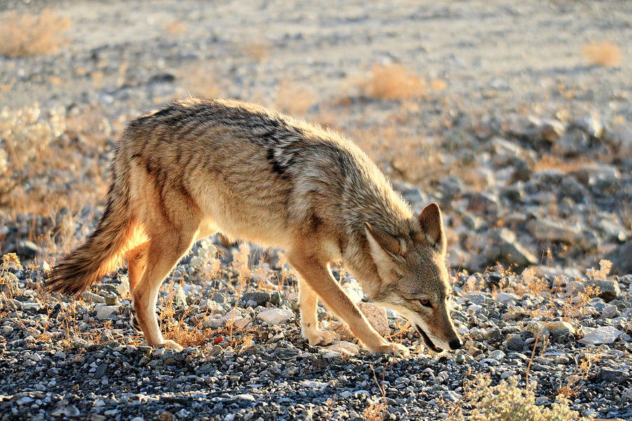 Coyote in Death valley  Photograph by Pierre Leclerc Photography