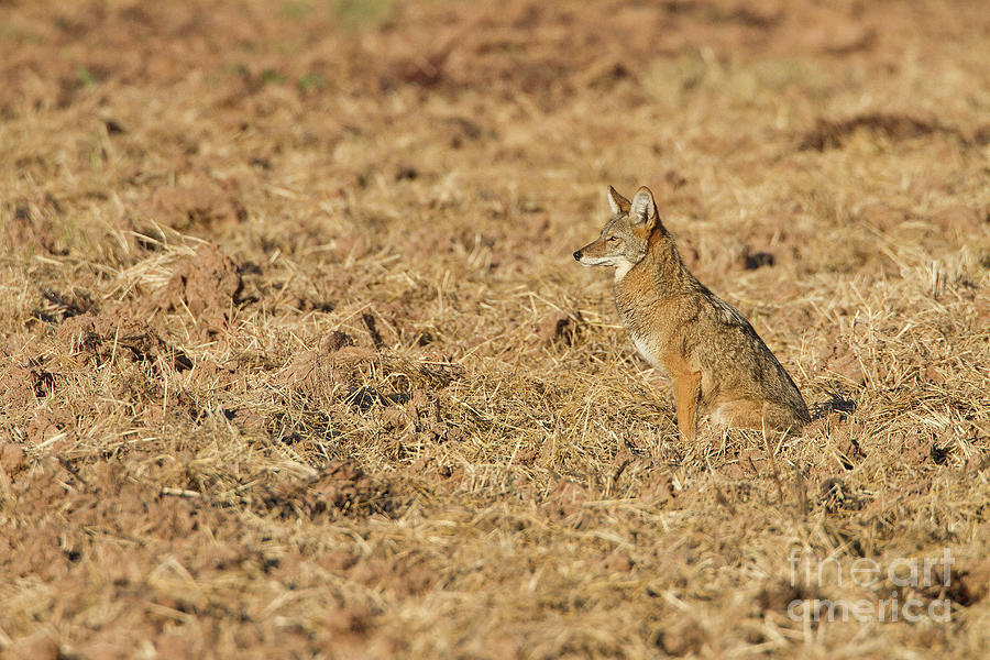 Coyote In Field Photograph