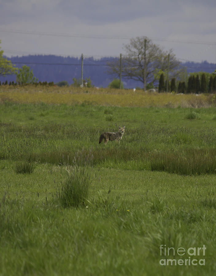 Coyote in Field Photograph by Donna L Munro