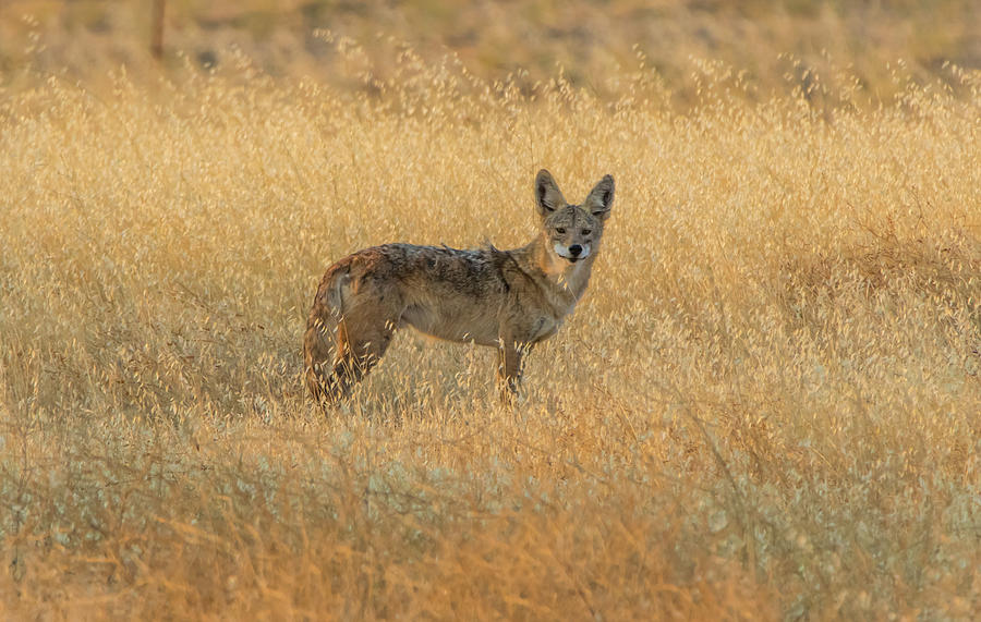 Coyote in Golden Grass Photograph by Marc Crumpler