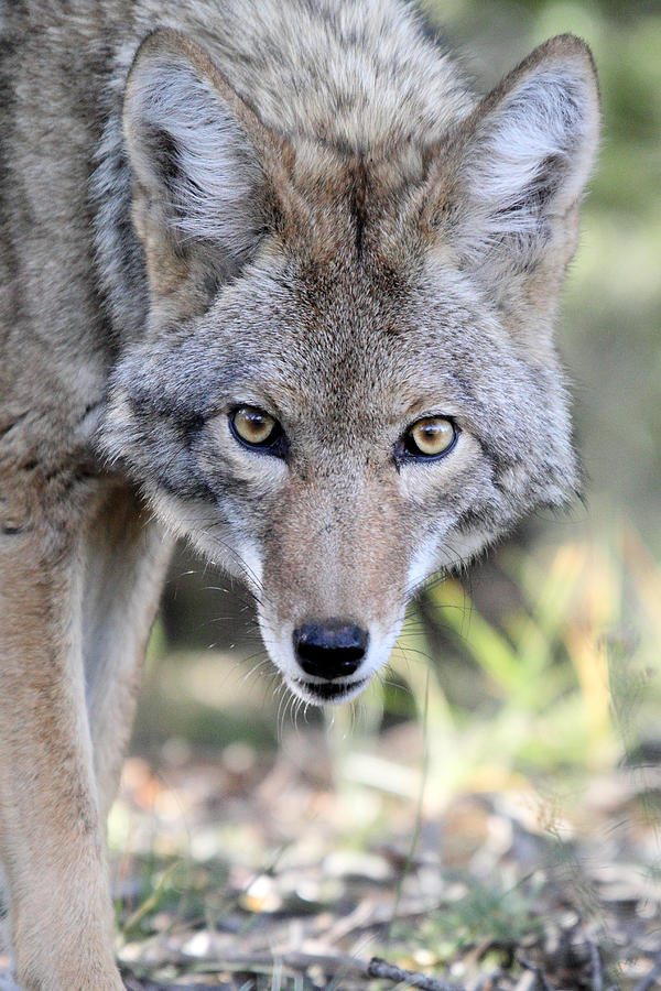 Coyote in Grand Canyon NP Photograph by Pierre Leclerc Photography
