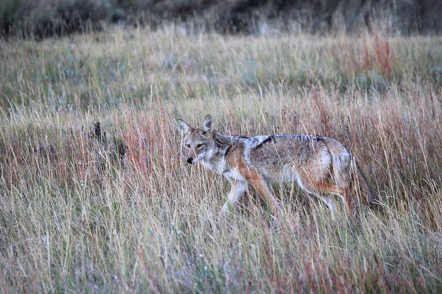 Coyote in Grass Photograph by Brook Burling