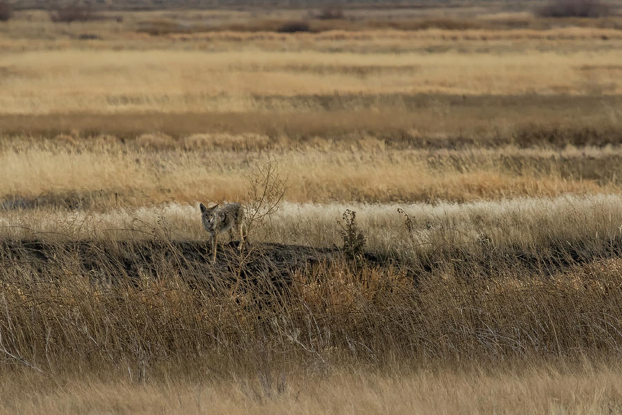Coyote in Malheur, No. 1 Photograph by Belinda Greb