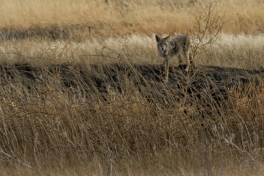 Coyote in Malheur, No. 1 cropped Photograph by Belinda Greb