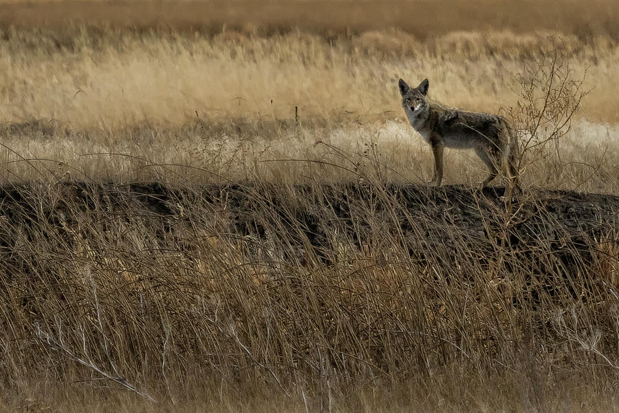 Coyote in Malheur, No. 2 cropped Photograph by Belinda Greb