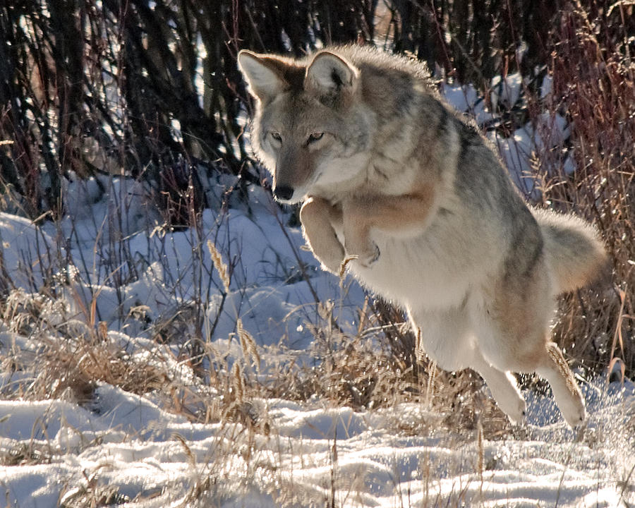 Coyote In Mid Jump Photograph by Gary Beeler