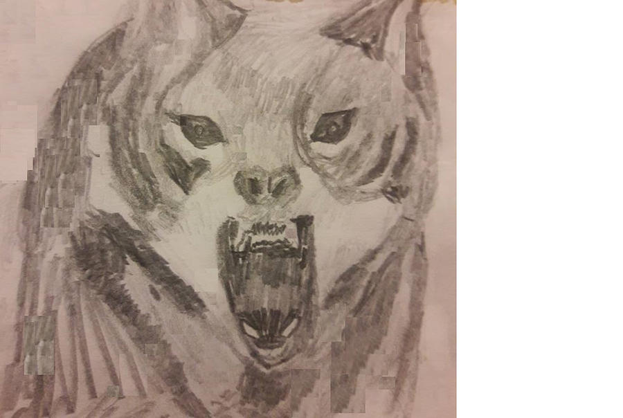 Coyote In My Back Yard Drawing By Raida Khamis