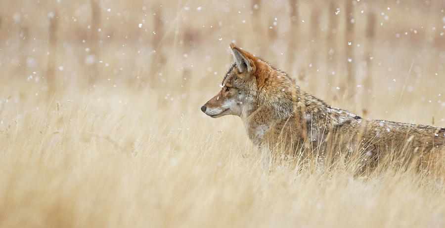 Coyote In Snow #1 Photograph by Mindy Musick King