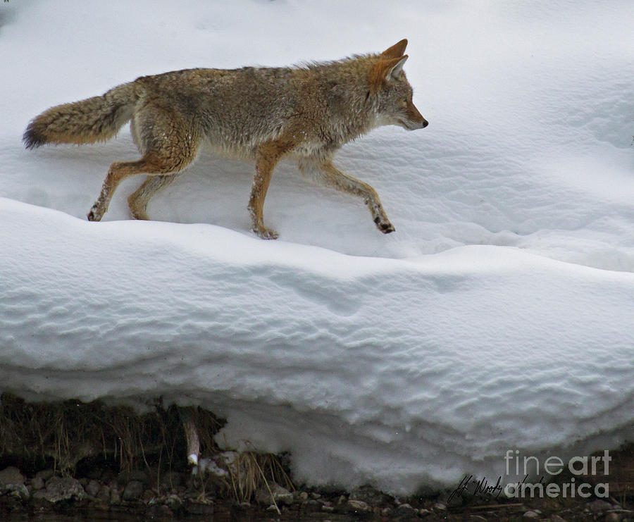 Coyote In Snow-Signed-#0835 Photograph by J L Woody Wooden