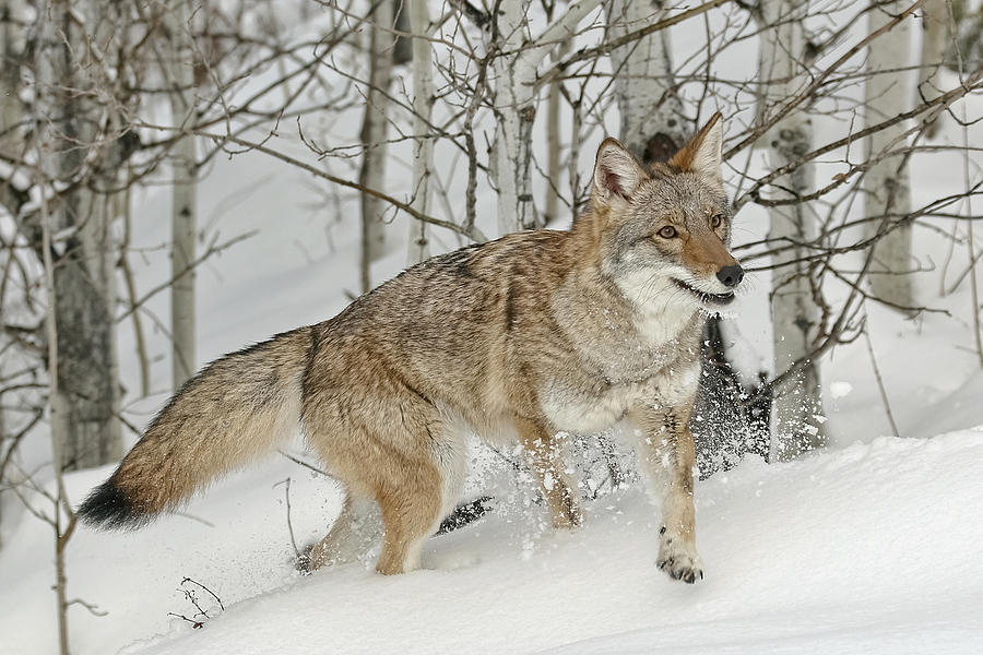 Coyote in Snow Photograph by Wes and Dotty Weber
