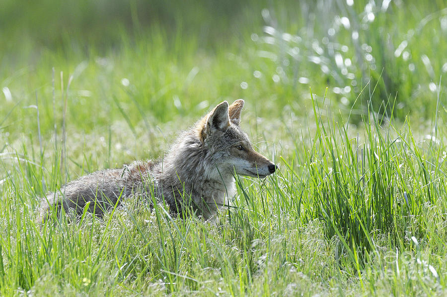Coyote in Tall Grass Photograph by Dennis Hammer