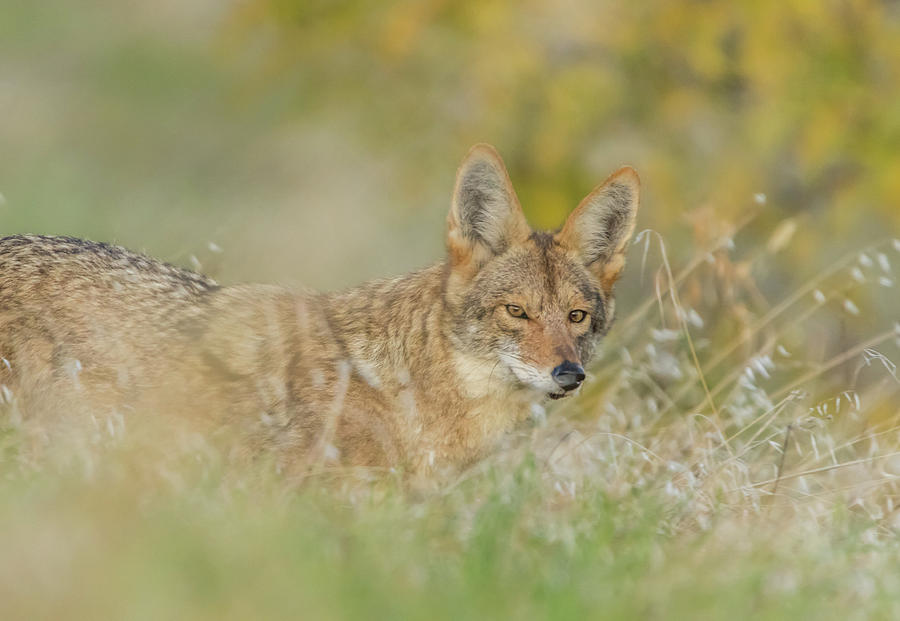 Coyote in Tall Grass Photograph by Marc Crumpler