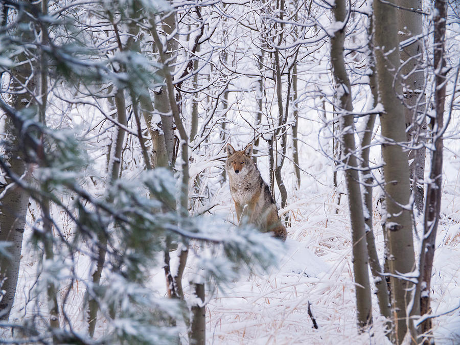 Coyote In The Aspens Photograph by Brad Scott