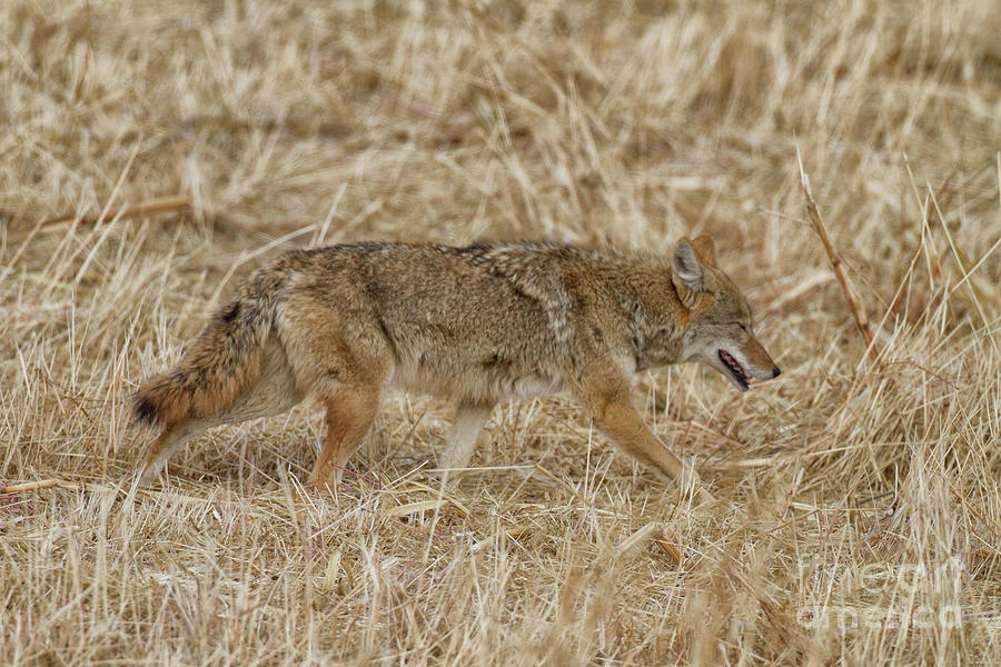 Coyote in the cornfield Photograph by Ruth Jolly