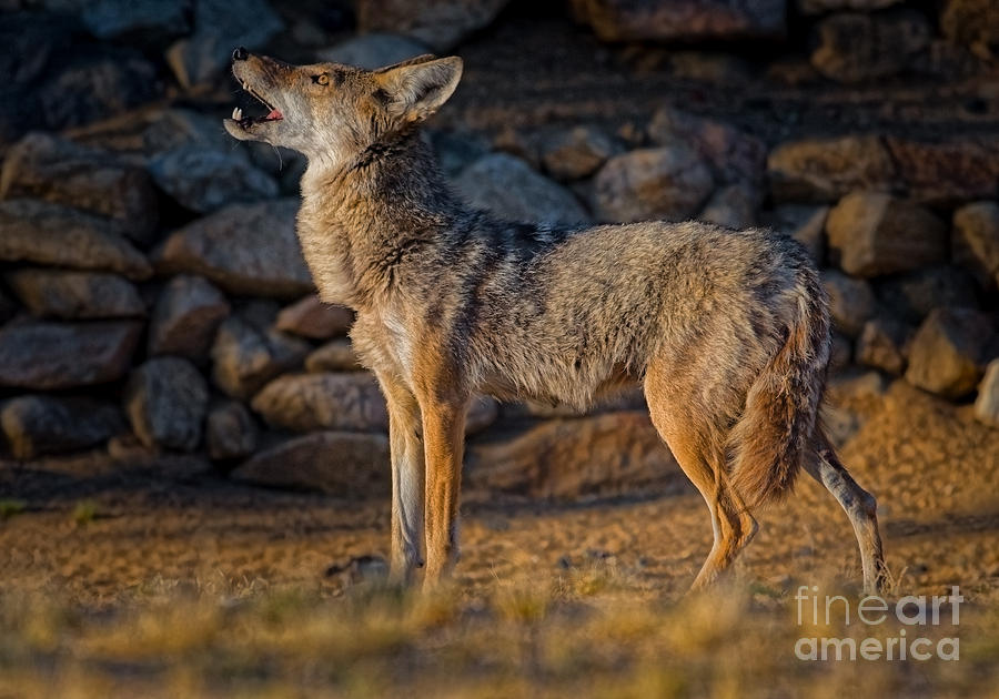 Coyote in the Early Morning Light Photograph by Lisa Manifold