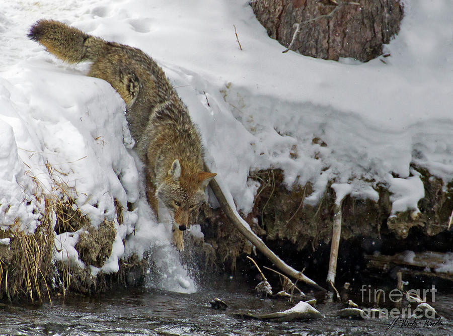 Coyote In The Madison River-Signed-#0530 Photograph by J L Woody Wooden