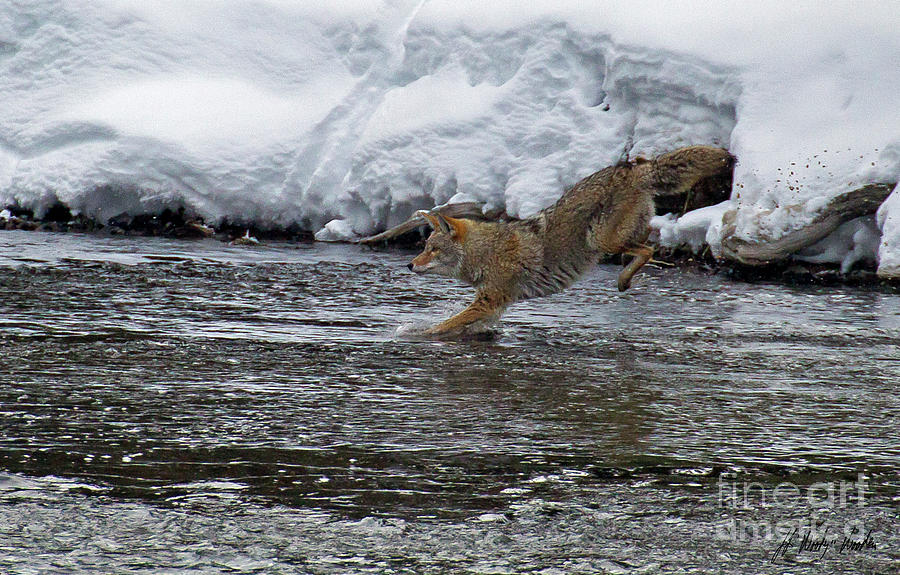 Coyote In The Madison River-Signed-#0709 Photograph by J L Woody Wooden