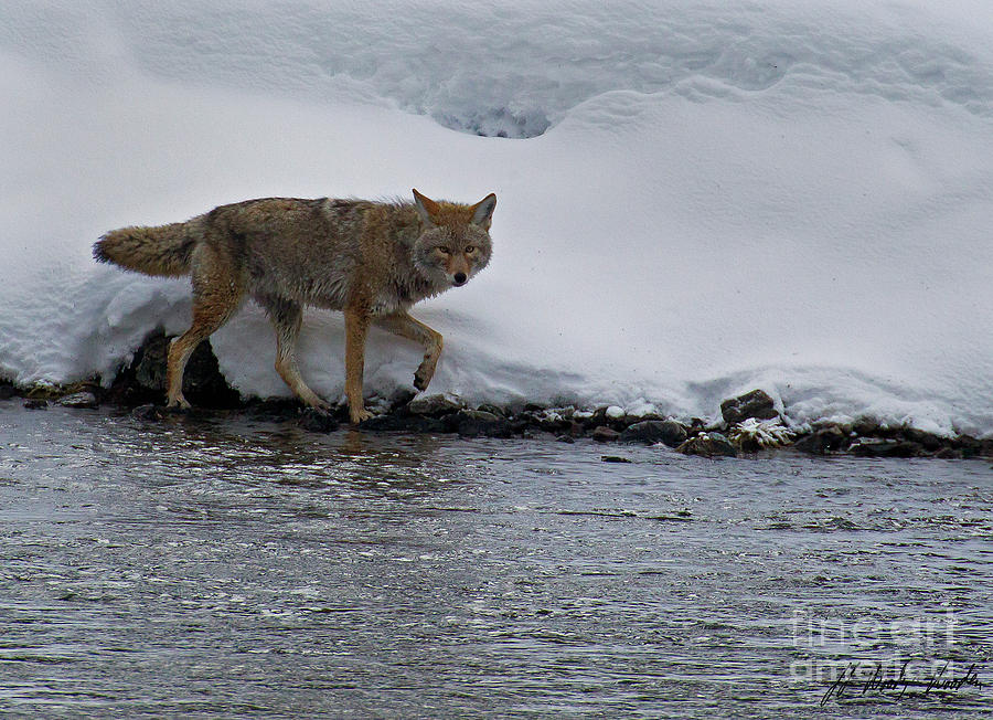 Coyote In The Madison River-Signed-#0768 Photograph by J L Woody Wooden