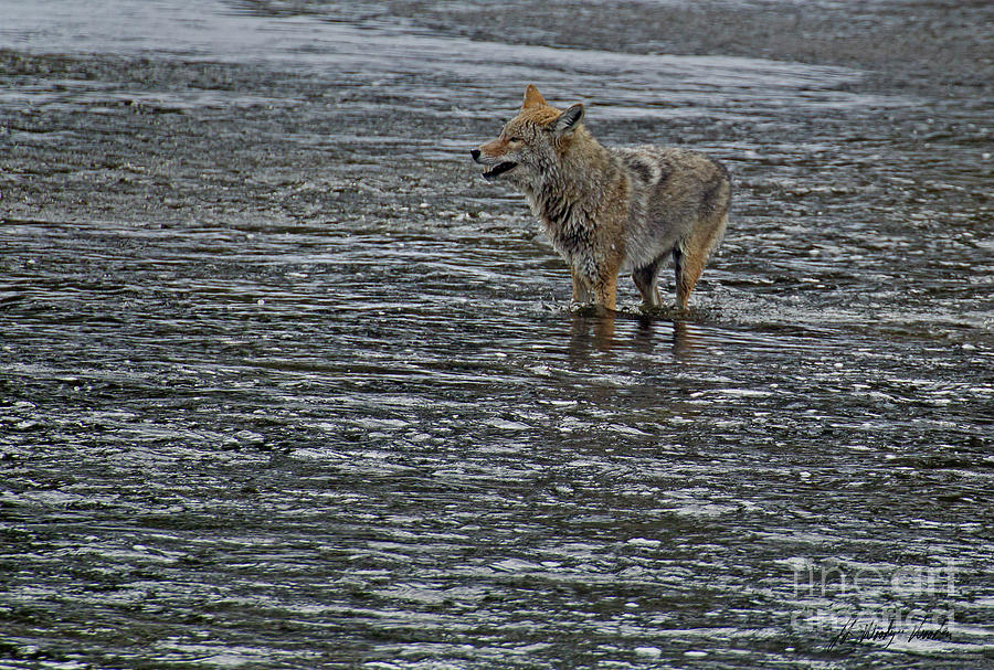 Coyote In The Madison River-Signed-#0910 Photograph by J L Woody Wooden