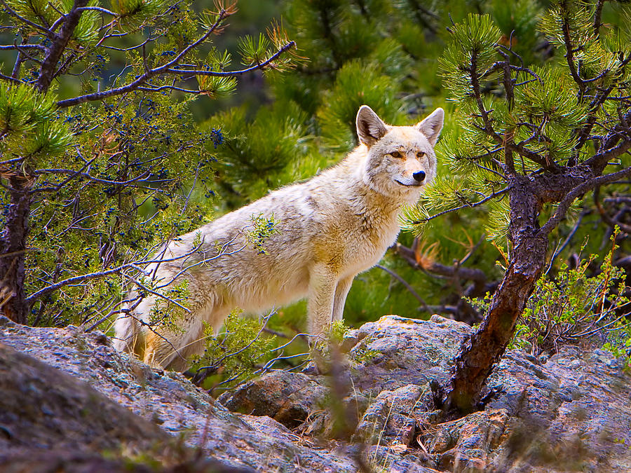 Coyote In The Rocky Mountain National Park Photograph