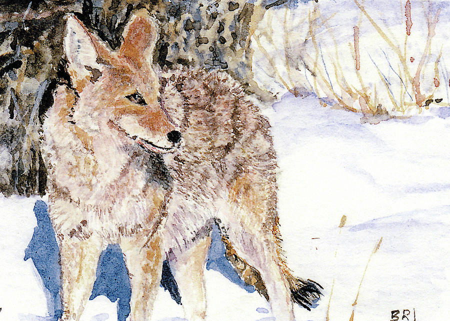 Coyote in the Snow Painting by Barry Jones