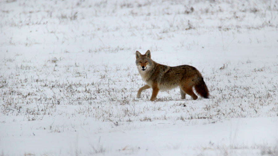 Coyote in the Snow Photograph by Brook Burling