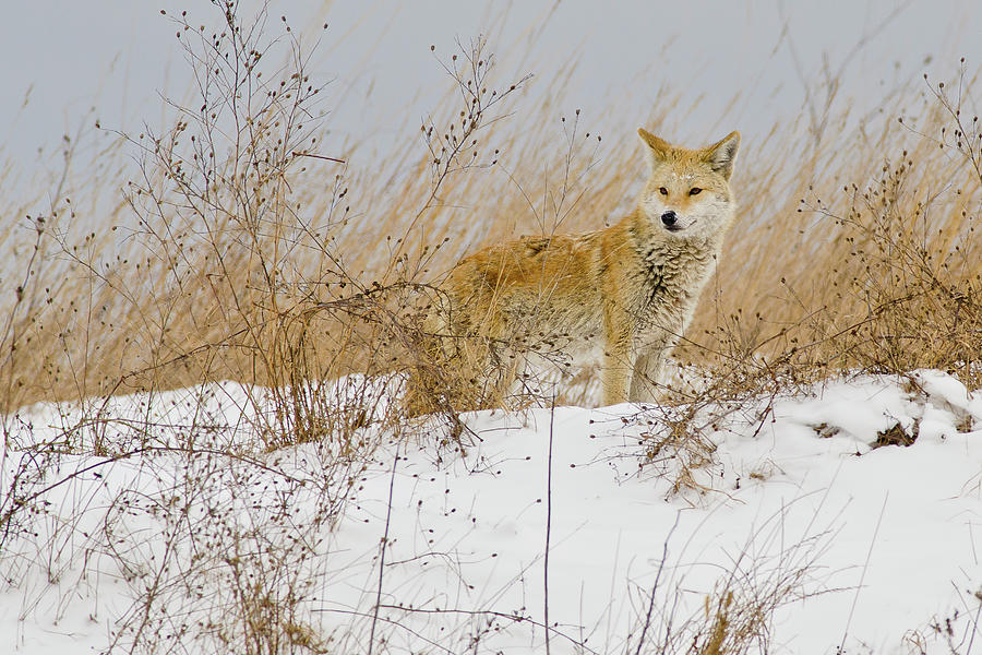 Coyote In The Snow Photograph by Morris Finkelstein