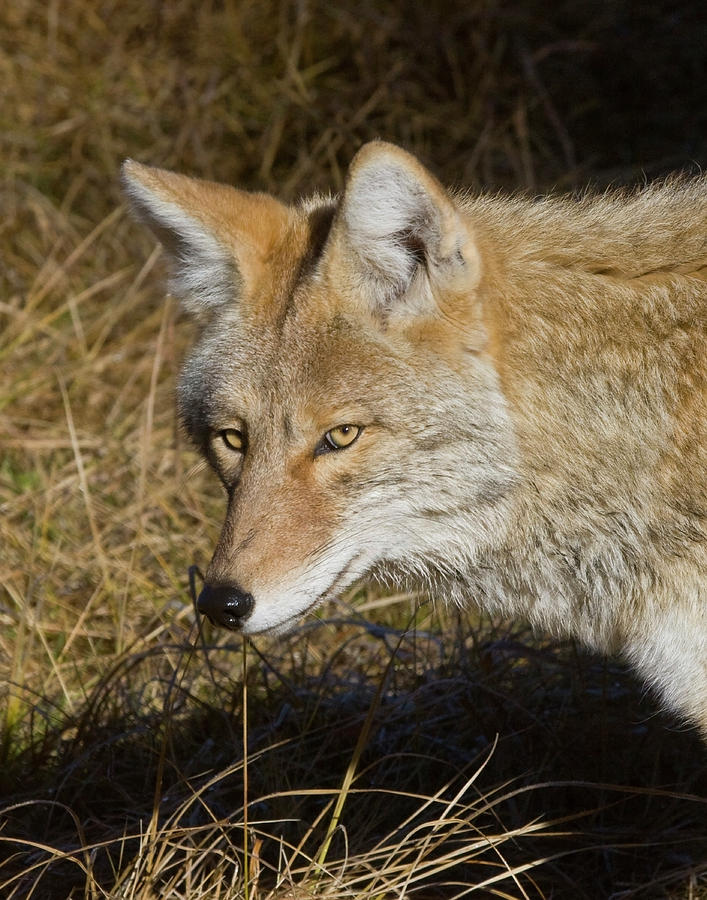 Coyote in the Wild Photograph by Mark Miller